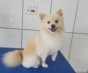 jm pets foto (15)