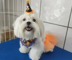 jm pets foto (4)